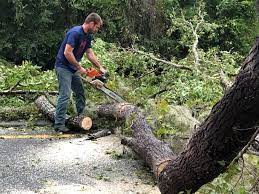 How Our Tree Care Process Works  in  Yreka, CA