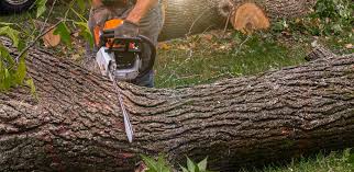 Best Tree Trimming and Pruning  in Yreka, CA