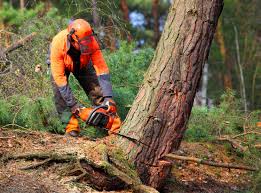  Yreka, CA Tree Services Pros