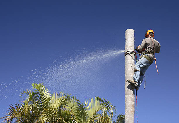 Best Tree and Shrub Care  in Yreka, CA