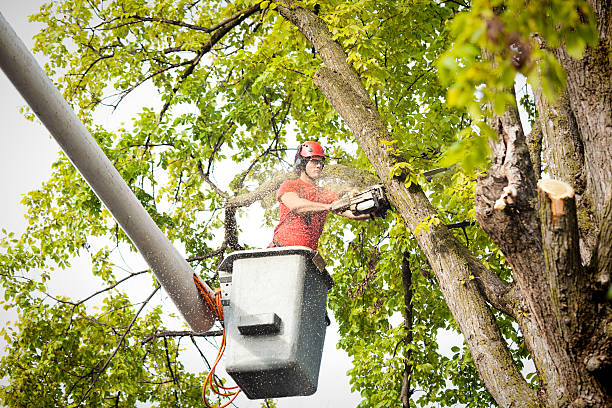 Best Tree Maintenance Programs  in Yreka, CA