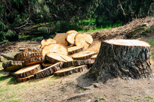 Best Stump Grinding and Removal  in Yreka, CA